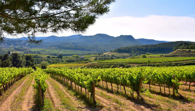 A Visit to the Penedés, where our ROSÉS were BORN