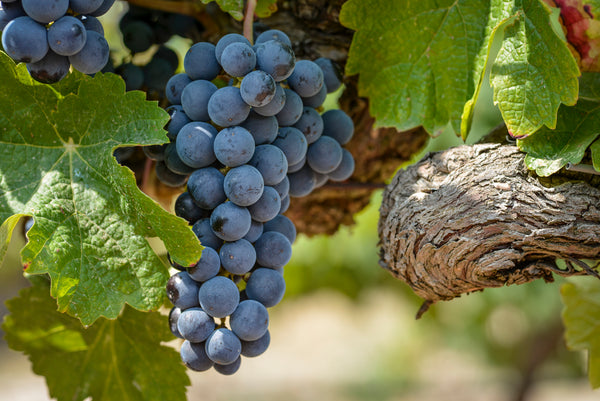 What does dry Rosé wine taste like?